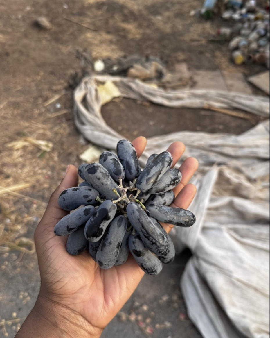 Sweet Sapphire Seedless Grapes - 500g